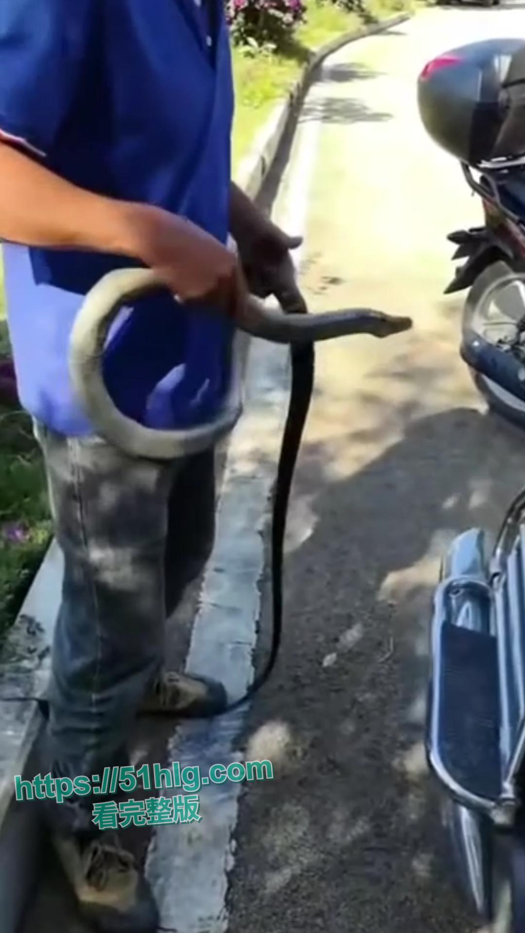 震惊！【贵州】男子惨遭眼镜王蛇夺命， 错把眼镜王蛇当乌梢蛇肆意玩耍，荒唐行为令人唏嘘不已-2