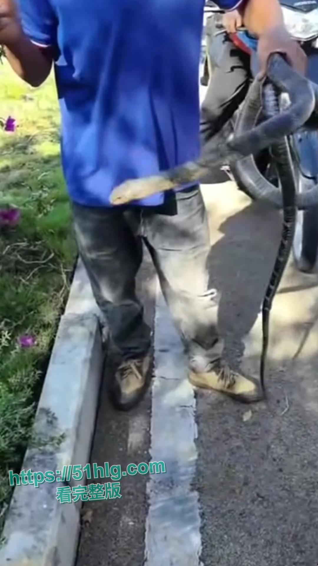 震惊！【贵州】男子惨遭眼镜王蛇夺命， 错把眼镜王蛇当乌梢蛇肆意玩耍，荒唐行为令人唏嘘不已-4