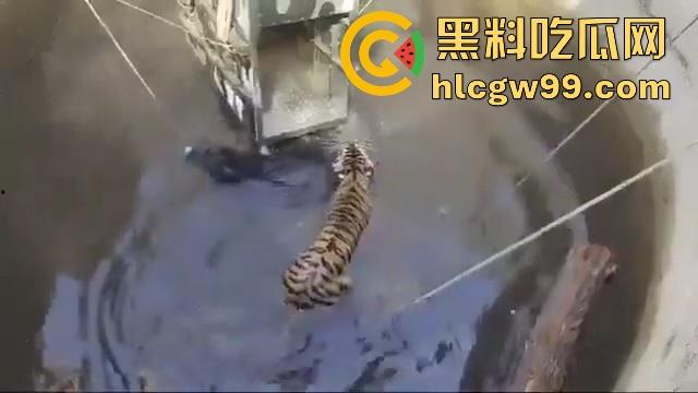 完达山一号再现？印度三哥野生老虎因追逃野猪双双落入水井，这次三哥不会趁老虎之危了吧！-10