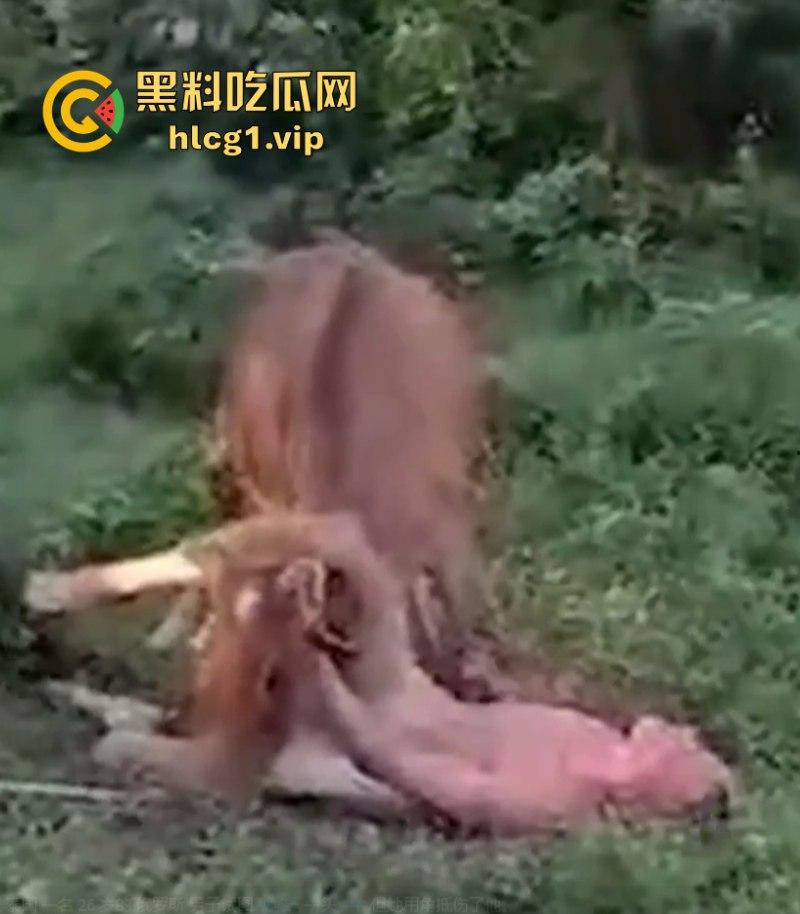 泰国一名26岁俄罗斯男子试图强奸牛妈妈 反被牛妈妈反杀！-4