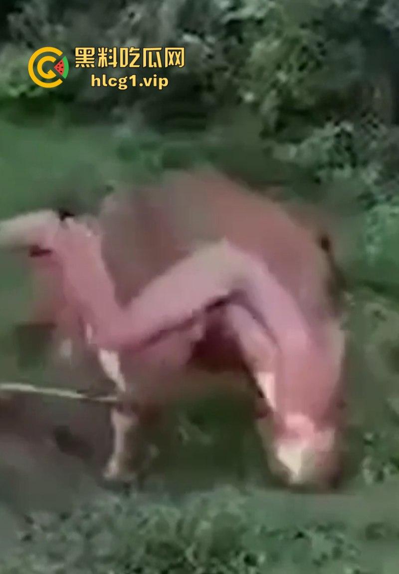 泰国一名26岁俄罗斯男子试图强奸牛妈妈 反被牛妈妈反杀！-5