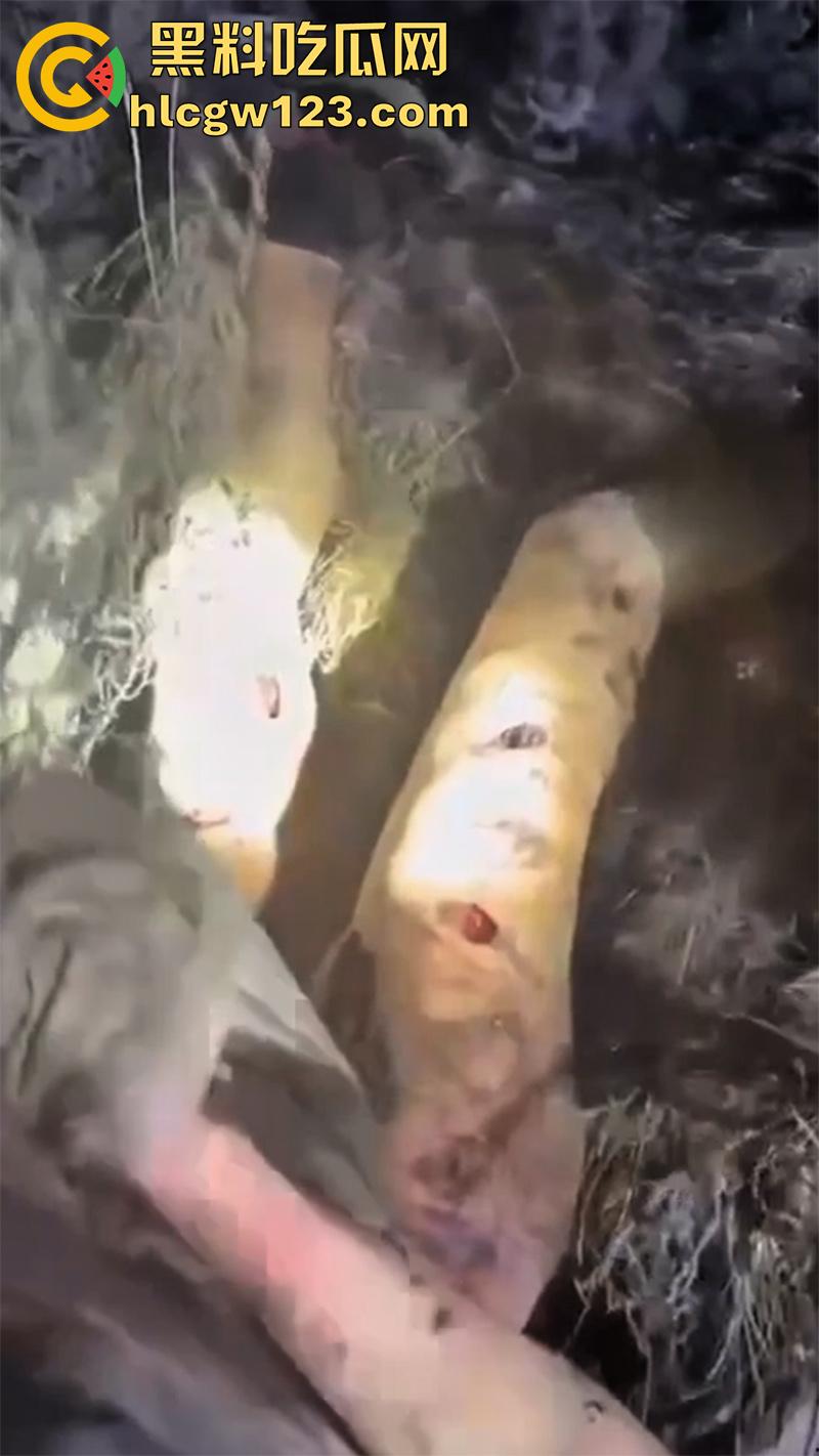 西藏贡嘎藏马熊屠杀人类，帅哥随旅行团西藏游，一行人挖虫草误入熊窝，头骨被咬碎无一生还！-13