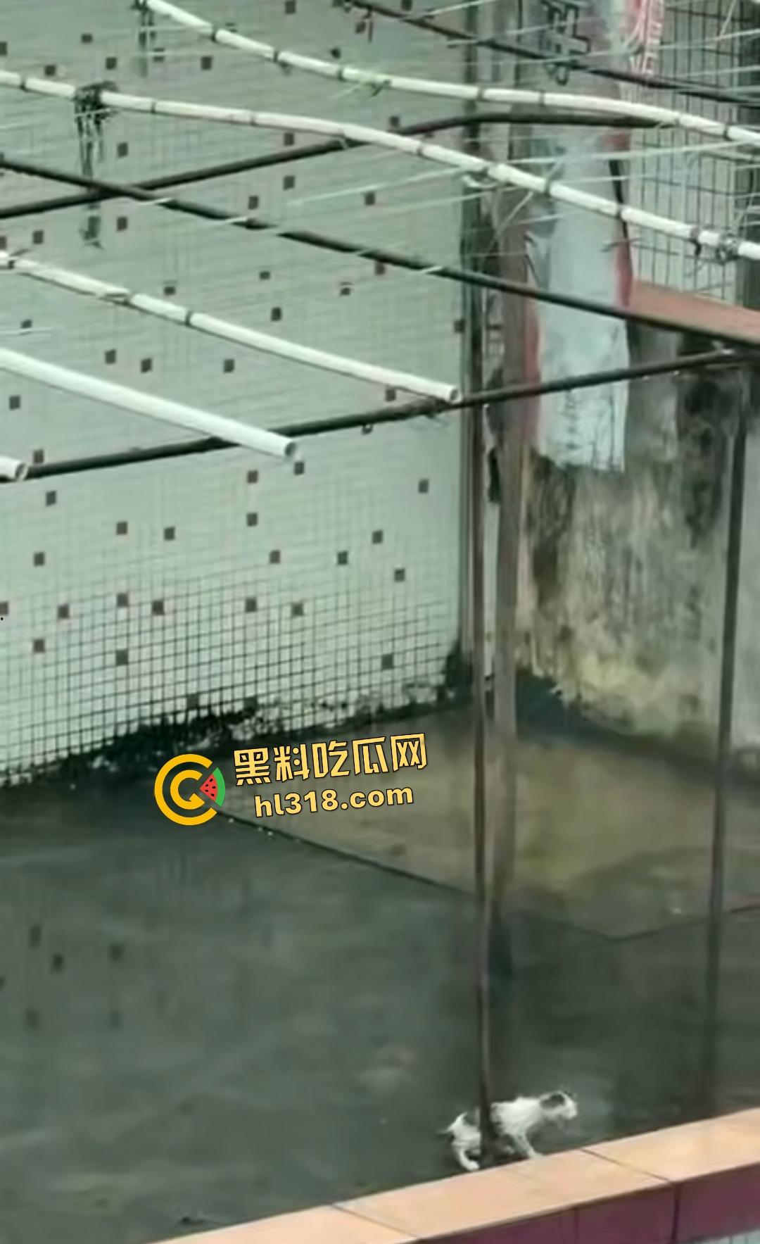 畜生小孩天台虐猫丧心病狂！甩来甩去地上狂摩擦，猫咪命悬一线，只能抓着杆子不放！-6