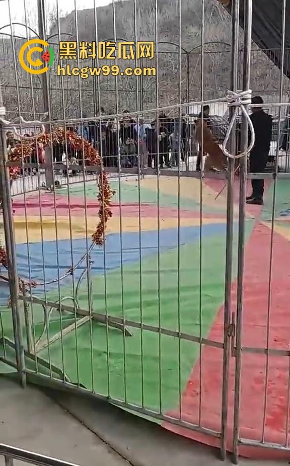 山西运城大年初三狮子突然发疯当街撕咬活人 驯兽师狂揍都没用 死咬不松口！-6