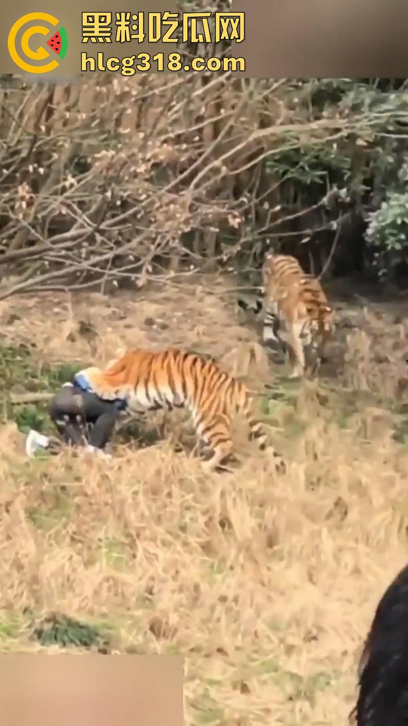 聪明人费尽心思，不如蠢人灵机一动！浙江男子翻越围墙撸老虎，被老虎当场咬死，该老虎已被射杀！-2