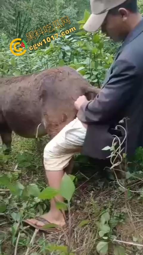 劲爆！国外男子大战骡子私拍震惊网络！阳光下奋力抽插，骡子吃草欢声不断，男子大屌进出嫩穴，友人拍摄更添刺激！-1