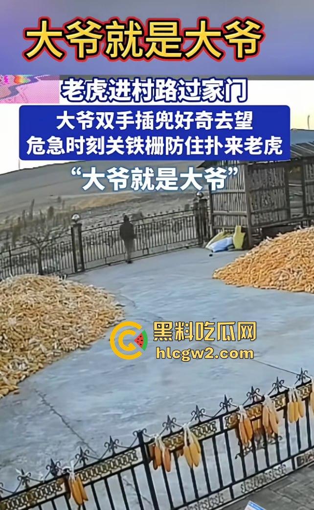 黑龙江勃利县长太村惊现野生东北虎入村 咬伤65岁大爷 大爷吃瓜看虎差点被虎吃 大爷还是大爷！-4