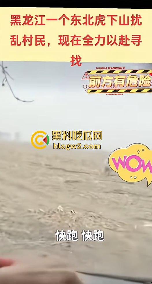 黑龙江勃利县长太村惊现野生东北虎入村 咬伤65岁大爷 大爷吃瓜看虎差点被虎吃 大爷还是大爷！-5