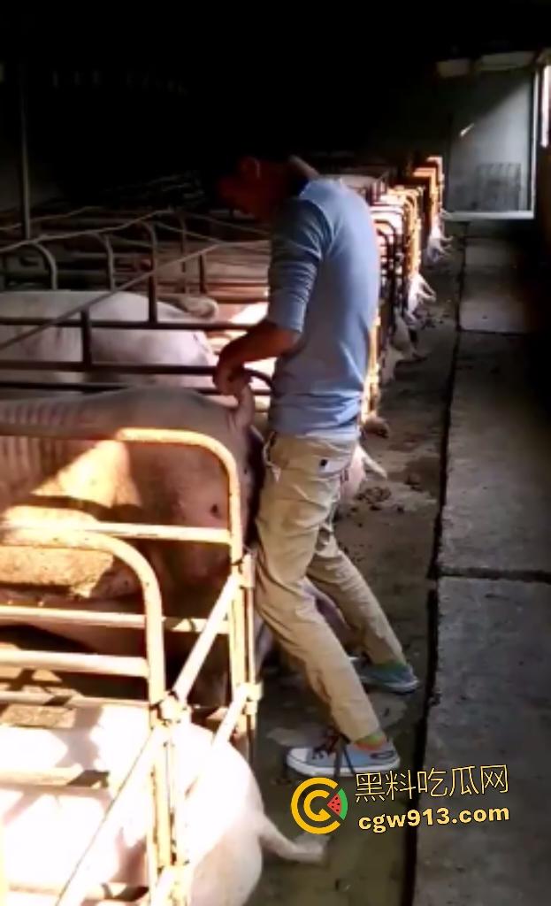 人兽狂徒猪圈开操!找不到女友就拿肥臀母猪操,母猪却毫无感觉还在吃食,操一轮下来鸡巴全是骚臭!-1