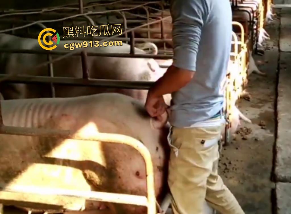 人兽狂徒猪圈开操!找不到女友就拿肥臀母猪操,母猪却毫无感觉还在吃食,操一轮下来鸡巴全是骚臭!-2
