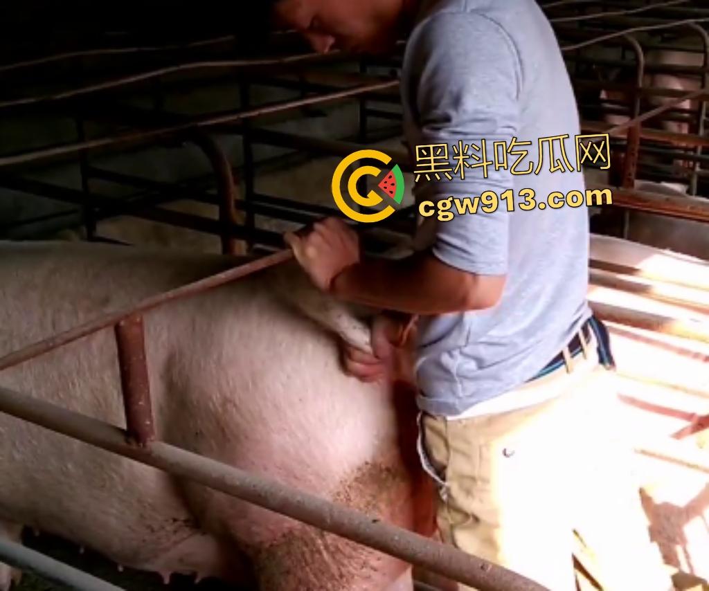 人兽狂徒猪圈开操!找不到女友就拿肥臀母猪操,母猪却毫无感觉还在吃食,操一轮下来鸡巴全是骚臭!-5