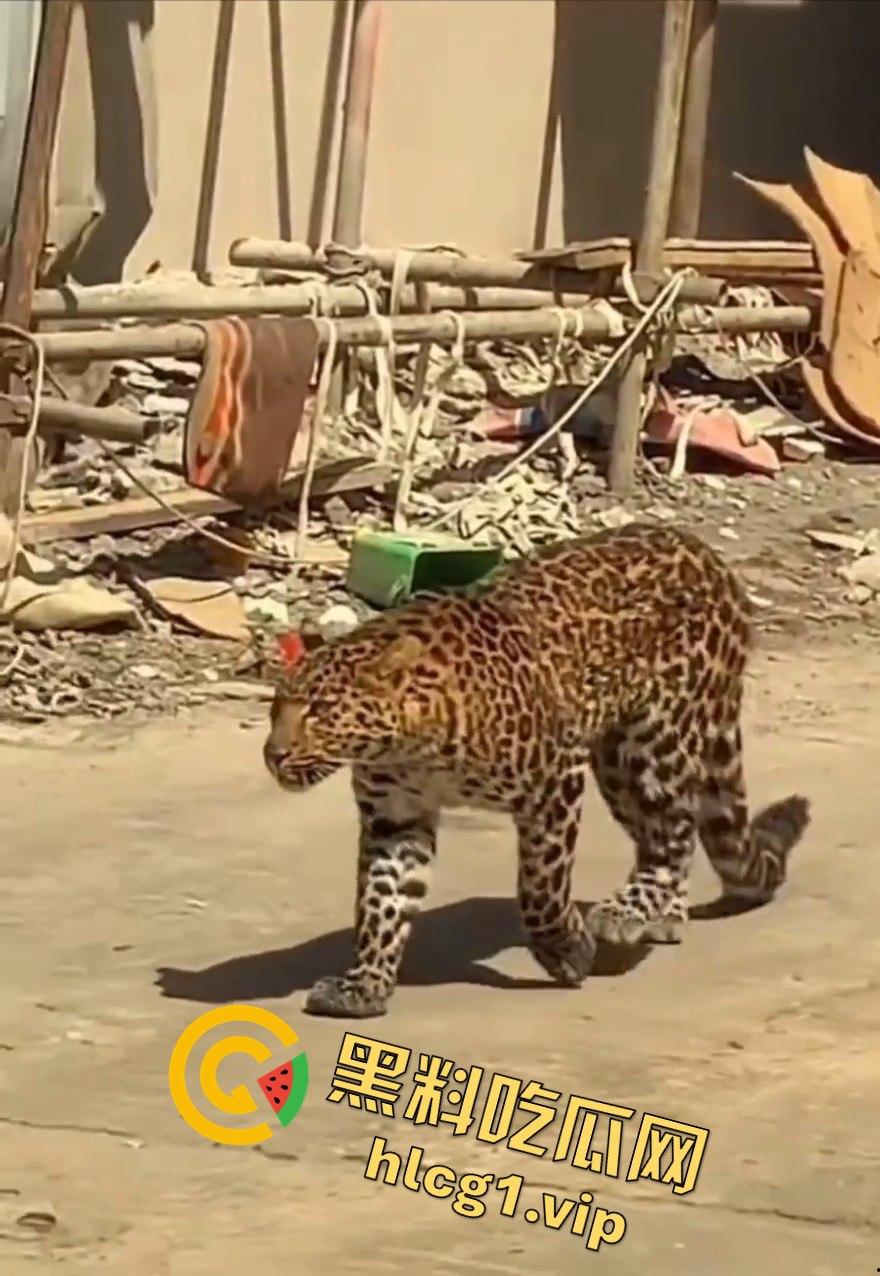 甘孜白玉县城惊现贵宾！金钱豹进城，周围居民直接呆住！-7