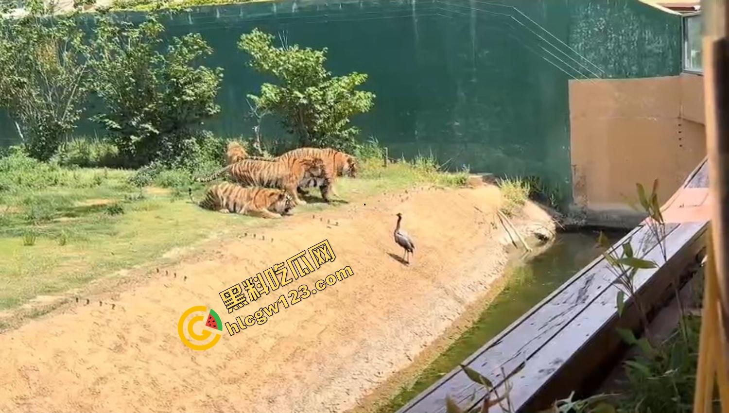 山东德州欧乐堡惊现一只大鹤误入虎区，七虎围成战术扇形现场1V7，最后成了热菜！-6