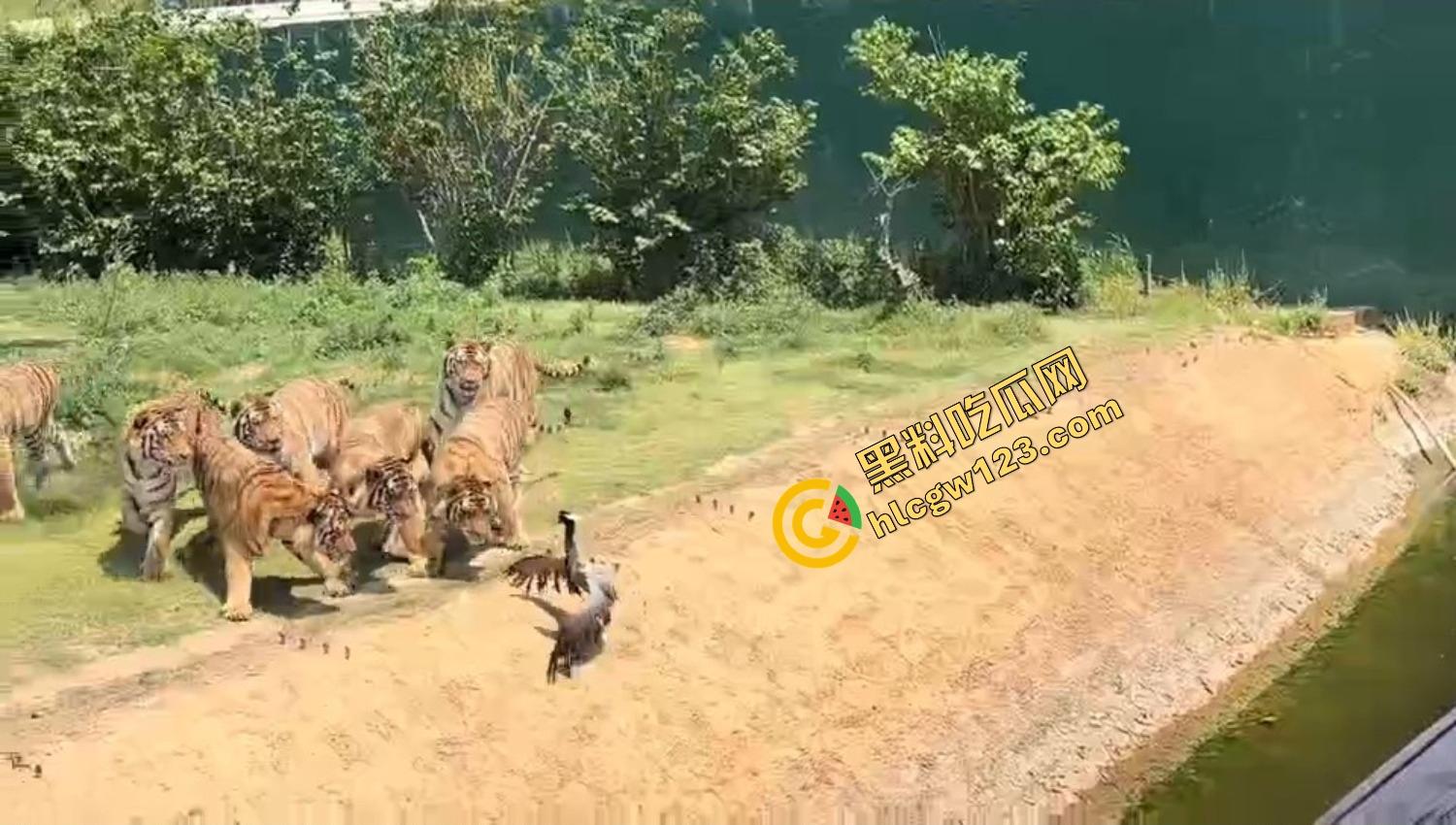 山东德州欧乐堡惊现一只大鹤误入虎区，七虎围成战术扇形现场1V7，最后成了热菜！-10