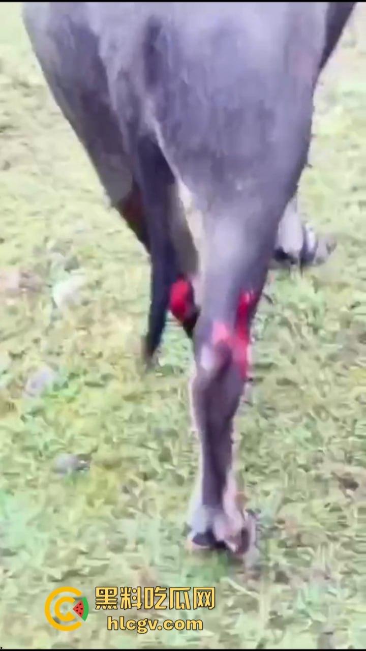 “牛哥这里不让洗澡啊”浙江温州山门台风吹跑5头大黑牛 遭急流卷走又奇迹生还-1