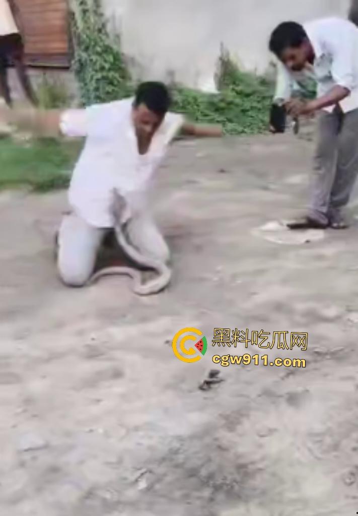 印度蛇王装逼被反杀，毒眼镜蛇一口咬死抓蛇神人，没想到血清忘带了，直接当场丧命，下辈子别再装逼了！-1