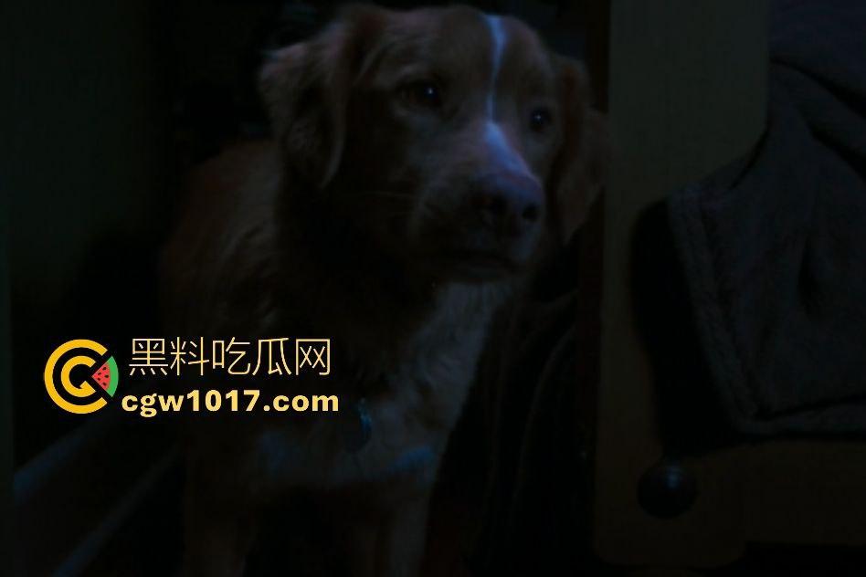 电影【好狗狗】，乡下老宅鬼影幢幢印第狂吠撕咬恶灵，邻居猎人装妖魔潜伏，忠犬搏命救主，真是条好狗狗！-5