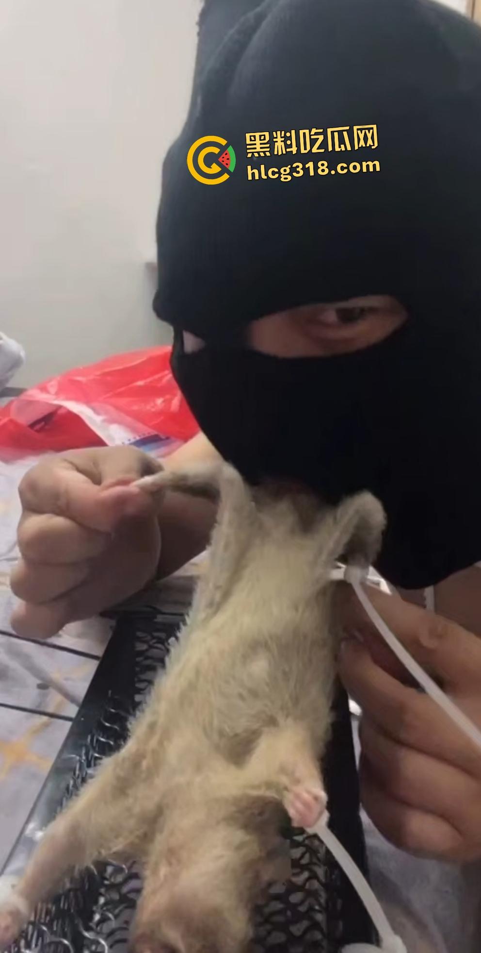 人兽变态新高度！蒙面猛男生啃死老鼠小鸡鸡，带着面罩生怕别人不知道是变态？-2