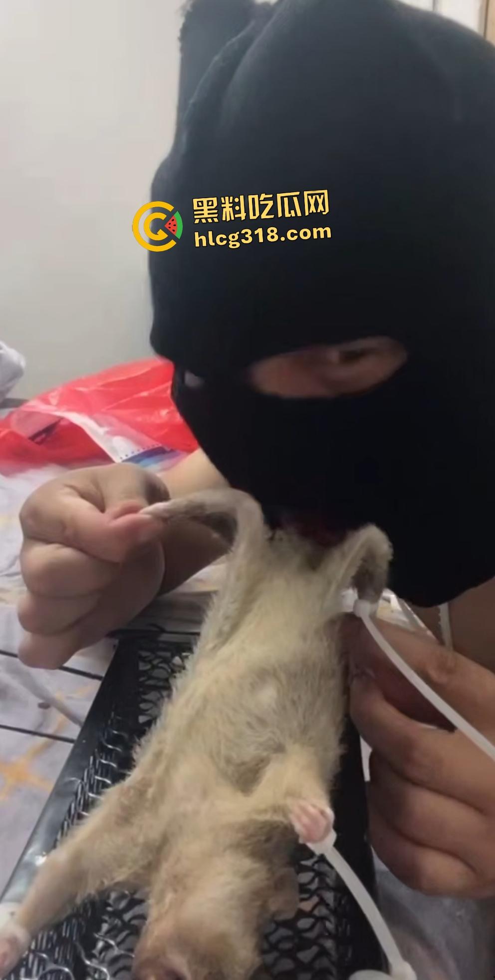 人兽变态新高度！蒙面猛男生啃死老鼠小鸡鸡，带着面罩生怕别人不知道是变态？-3