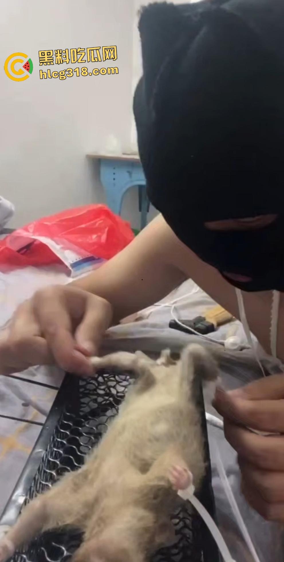 人兽变态新高度！蒙面猛男生啃死老鼠小鸡鸡，带着面罩生怕别人不知道是变态？-4