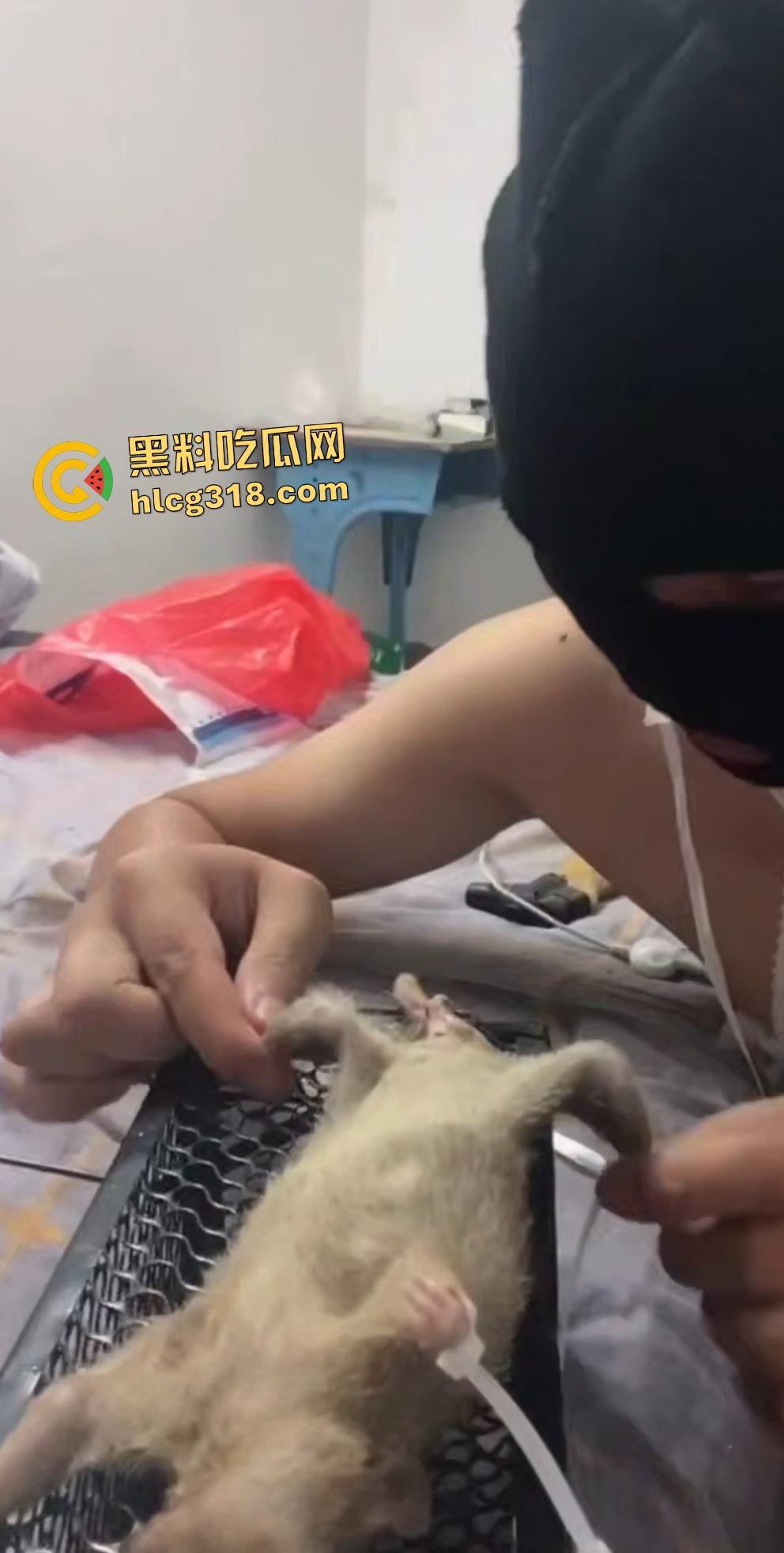 人兽变态新高度！蒙面猛男生啃死老鼠小鸡鸡，带着面罩生怕别人不知道是变态？-8