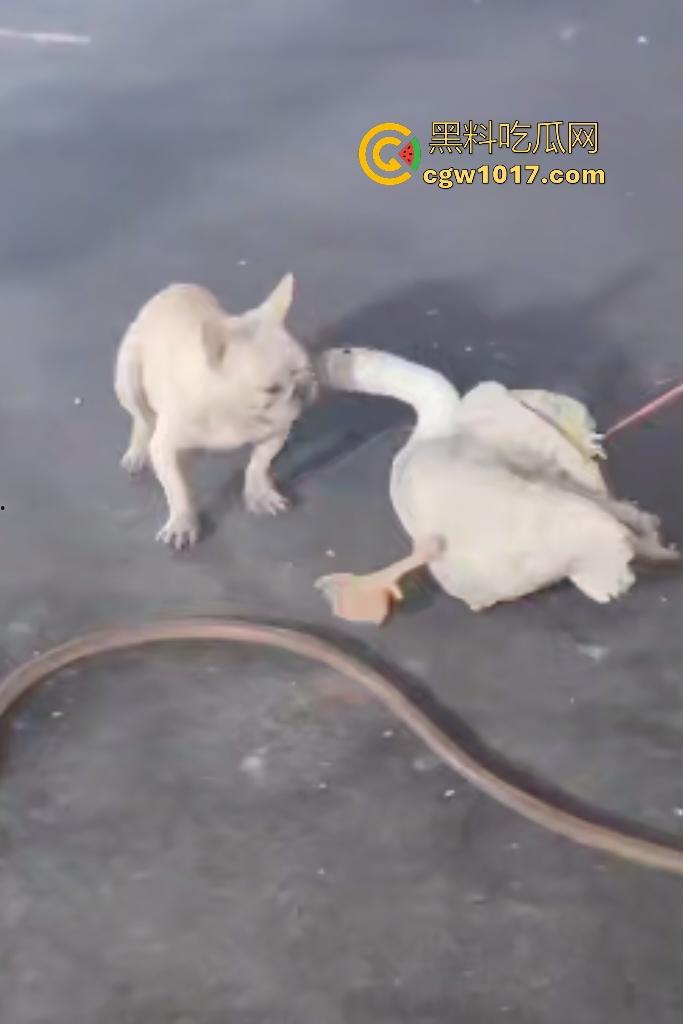 云南保山夜市法斗VS大鹅，狗子连咬两大鹅被主人扇巴掌，大鹅吓傻在原地趴窝，我宣布这法斗是动物界MMA传奇！-3