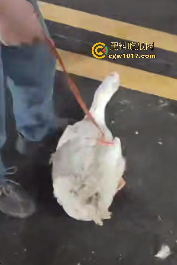 云南保山夜市法斗VS大鹅，狗子连咬两大鹅被主人扇巴掌，大鹅吓傻在原地趴窝，我宣布这法斗是动物界MMA传奇！-8