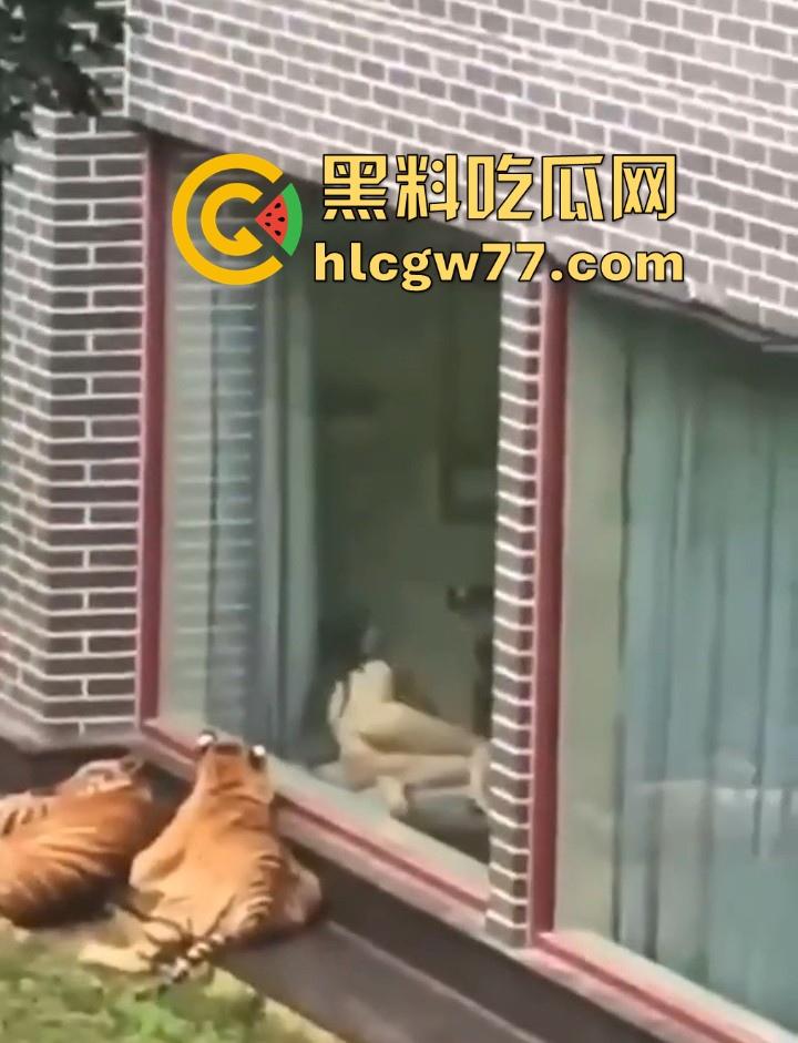 广西柳州雄景生态酒店 美女落地窗前全裸勾引老虎 多方位展示娇躯 大胆露出小穴 老虎竟看的津津有味！-1