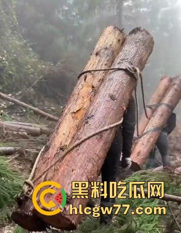 女汉子是怎样炼成的 为了生存两女子扛硕大原木下山 知道真相气愤不已！为了流量魔术抖整起来了-5