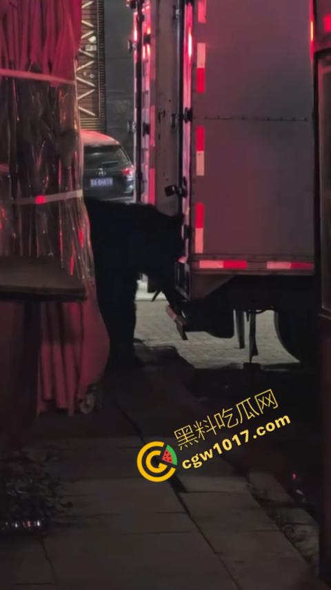 惊讶！宝清市街头惊现巨熊，警察开枪击毙，血洒街头，网友热议动物保护与城市安全！-1