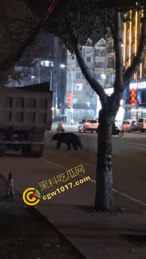 惊讶！宝清市街头惊现巨熊，警察开枪击毙，血洒街头，网友热议动物保护与城市安全！-2