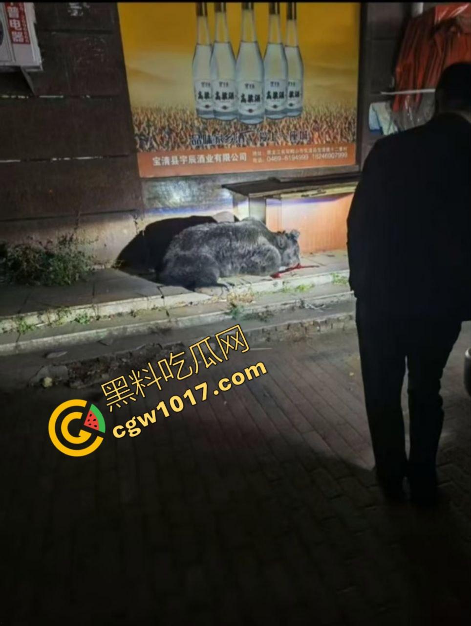 惊讶！宝清市街头惊现巨熊，警察开枪击毙，血洒街头，网友热议动物保护与城市安全！-9