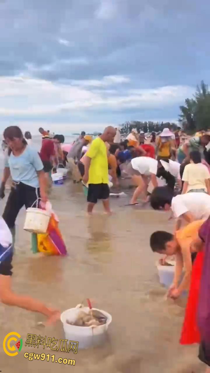桦加沙台风卷海鲜上岸，街坊抢货如过年，海洋环境突变可能导致藻类大量繁殖，有毒勿食贪嘴小心躺板板！-3