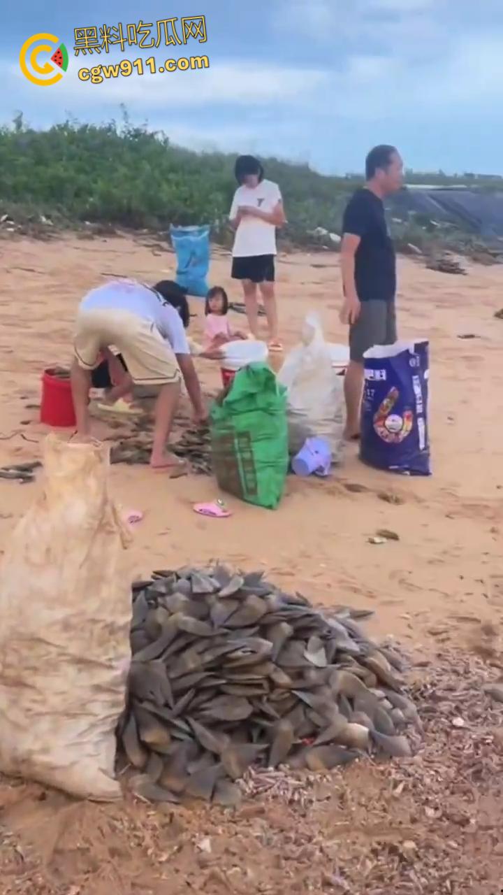 桦加沙台风卷海鲜上岸，街坊抢货如过年，海洋环境突变可能导致藻类大量繁殖，有毒勿食贪嘴小心躺板板！-5