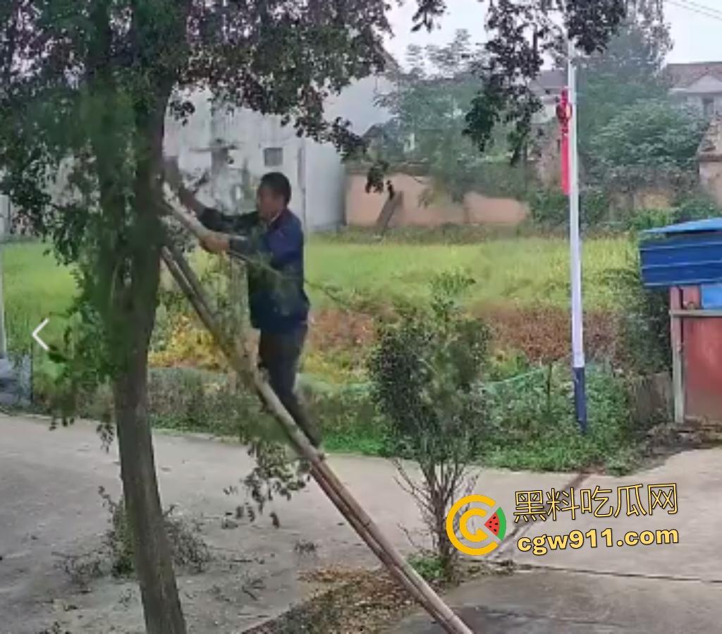 大爷作死上树砍枝惨摔内伤！年过半百爬木梯伐树，树枝滑落砸翻落地，这才是真伐木累，痛到怀疑人生！-1