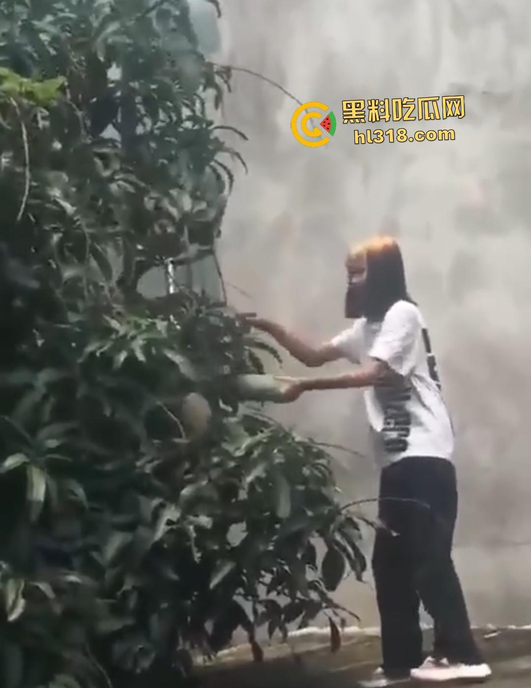 集美组团偷芒果翻车!白衣女孩瓦房“跳关”坠落陷阱,谁知这却是房主故意的陷阱!-7