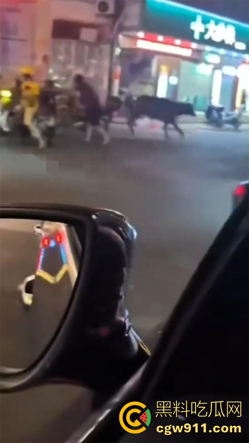 广西藤县河西疯牛伤人事件,伤者正在治疗疯牛仍在逃,警方联合多部门在大冲肚区域追捕!-5