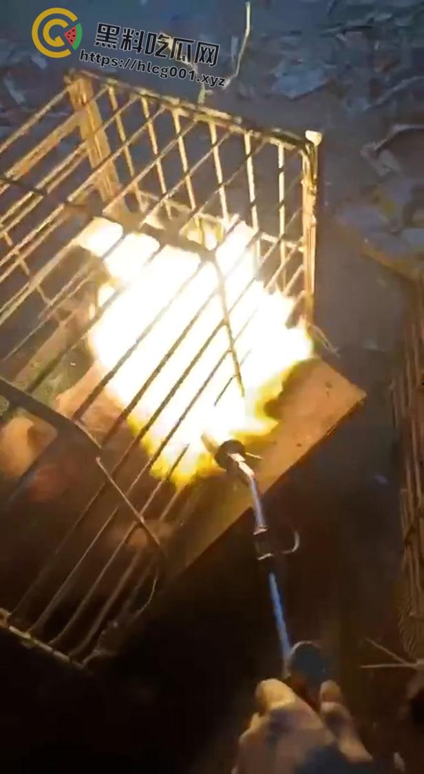 爱狗人士原地去世！男子把狗关进笼子喷火器狂烧 还在嚣张嘲讽 变态来了都得骂变态-5