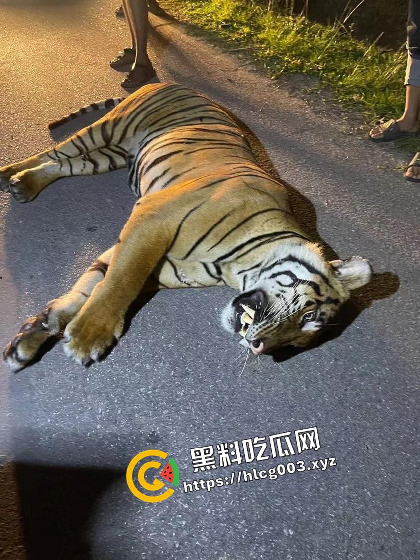 武松在世 高速路上撞死老虎 这下能吹一辈子了 行车监控视频流出-2