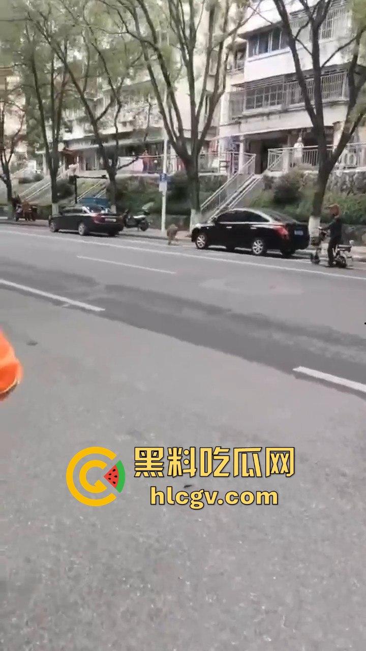 网友投稿浙江建德新安江惊现大野猪！早上9点横冲直撞，场面惊险万分！-6