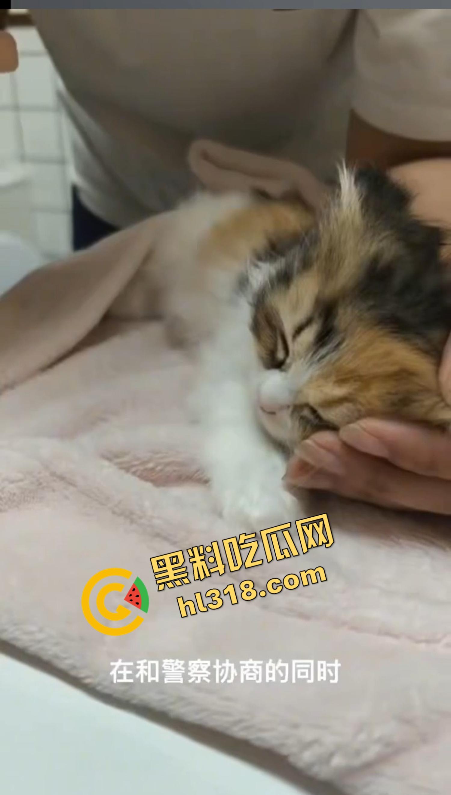 沈阳猫咖惊现女魔头虐猫狂魔，4只奶猫惨死2只重伤，老板怒曝监控报警，宠物圈集体避雷！-4