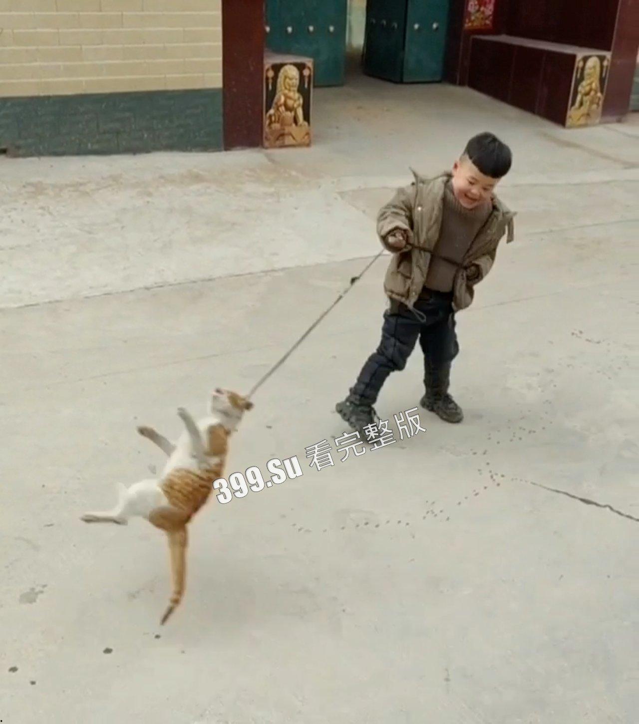 慎点！！！虐猫篇   面对没有反抗力的猫，人性中的恶被无限放大-1