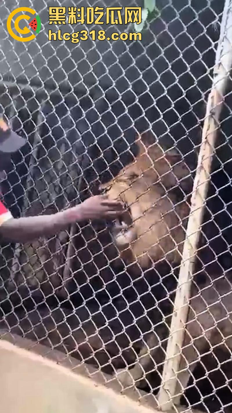 无脑老黑徒手惹怒狮子，以为狮子在笼子里无法伤害自己，结果各种挑衅被咬断手指，真是活该-2