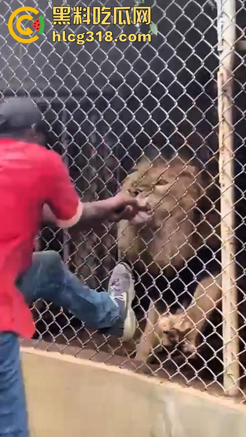 无脑老黑徒手惹怒狮子，以为狮子在笼子里无法伤害自己，结果各种挑衅被咬断手指，真是活该-5