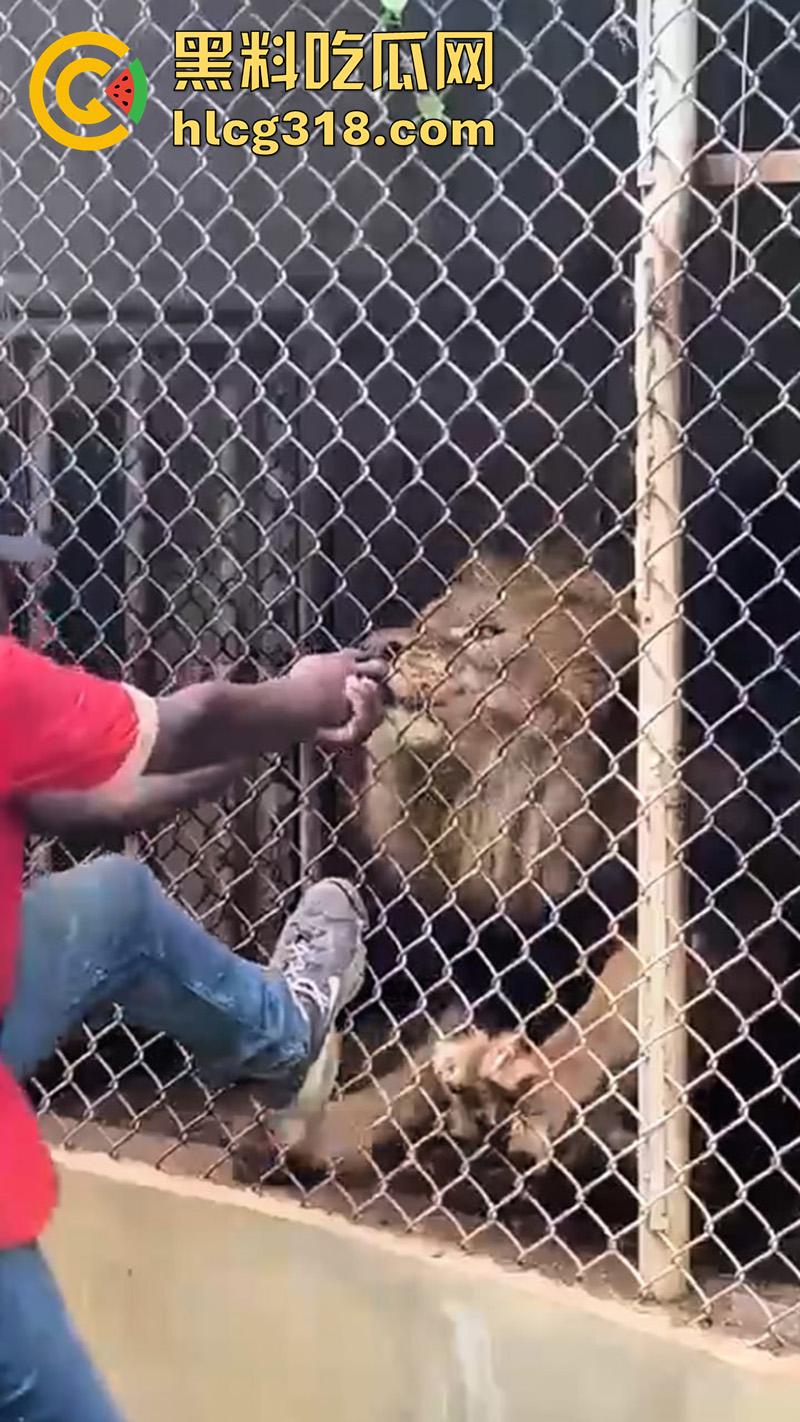 无脑老黑徒手惹怒狮子，以为狮子在笼子里无法伤害自己，结果各种挑衅被咬断手指，真是活该-6