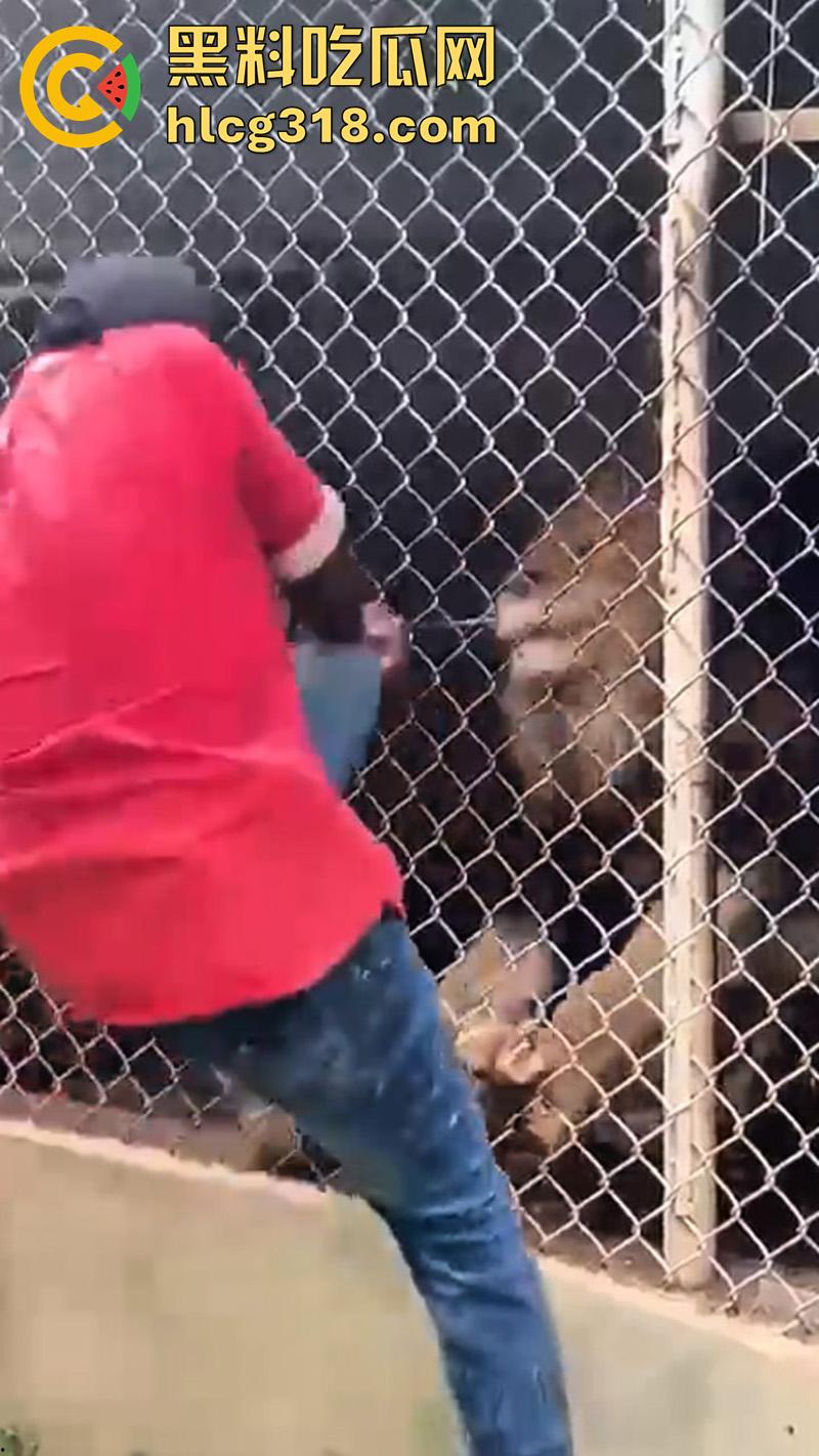 无脑老黑徒手惹怒狮子，以为狮子在笼子里无法伤害自己，结果各种挑衅被咬断手指，真是活该-7
