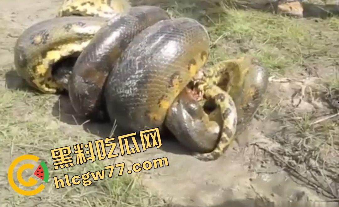 陆地大乱斗！蟒蛇绞杀鳄鱼，死亡翻滚失效，眼珠爆出吓尿摄影师！-4
