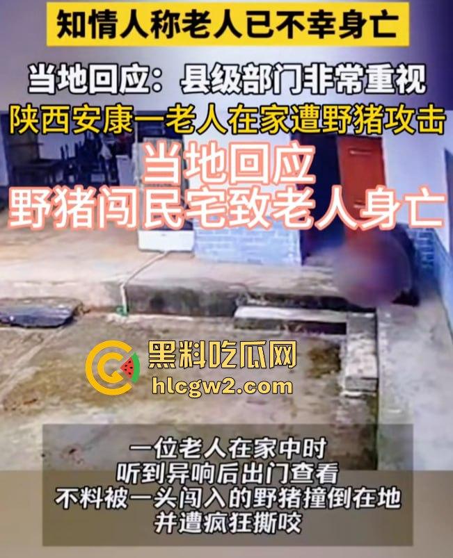 陕西安康野猪闯入民宅撕咬老人致死，老人被反复顶撞撕咬惨不忍睹，野猪仍在追捕中！-3
