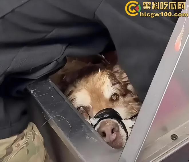 千万粉网红【潘宏爱玩狗】深陷虐狗风波，艾特直播洗澡窒息死亡，【陈乔恩】发声批判-10