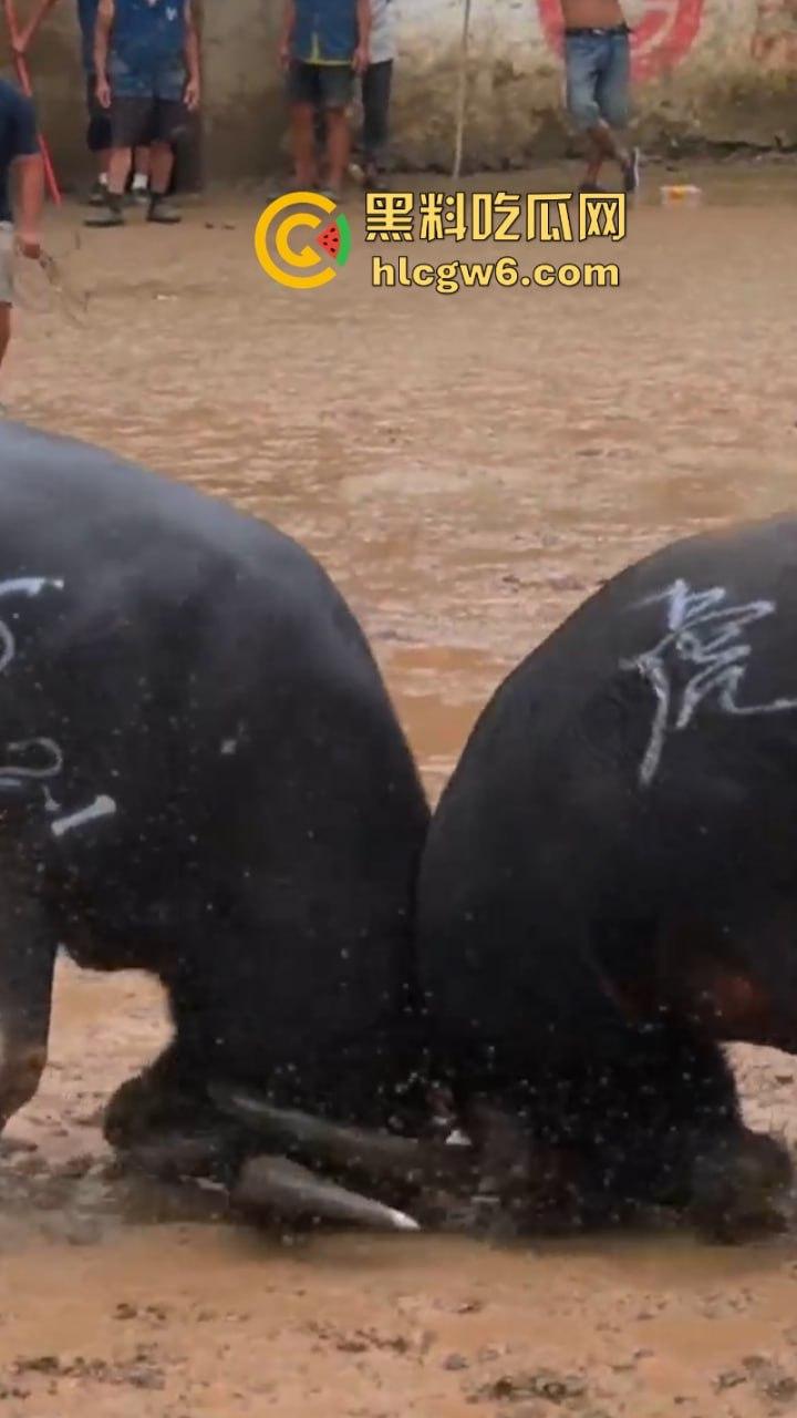 牛王陨落！贵州七十二寨斗牛王小山虎与神威大将军相撞同亡 残忍现场视频流出-3